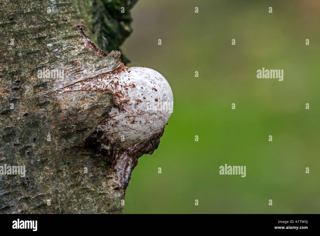 Emergente corpo fruttifero / basidiocarp di birch polypore / staffa di betulla / razor strop (Piptoporus betulinus) scoppi attraverso la betulla corteccia di albero Foto Stock