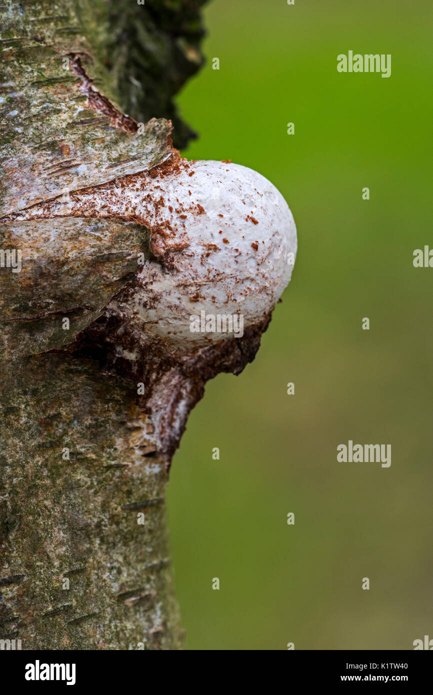 Emergente corpo fruttifero / basidiocarp di birch polypore / staffa di betulla / razor strop (Piptoporus betulinus) scoppi attraverso la betulla corteccia di albero Foto Stock