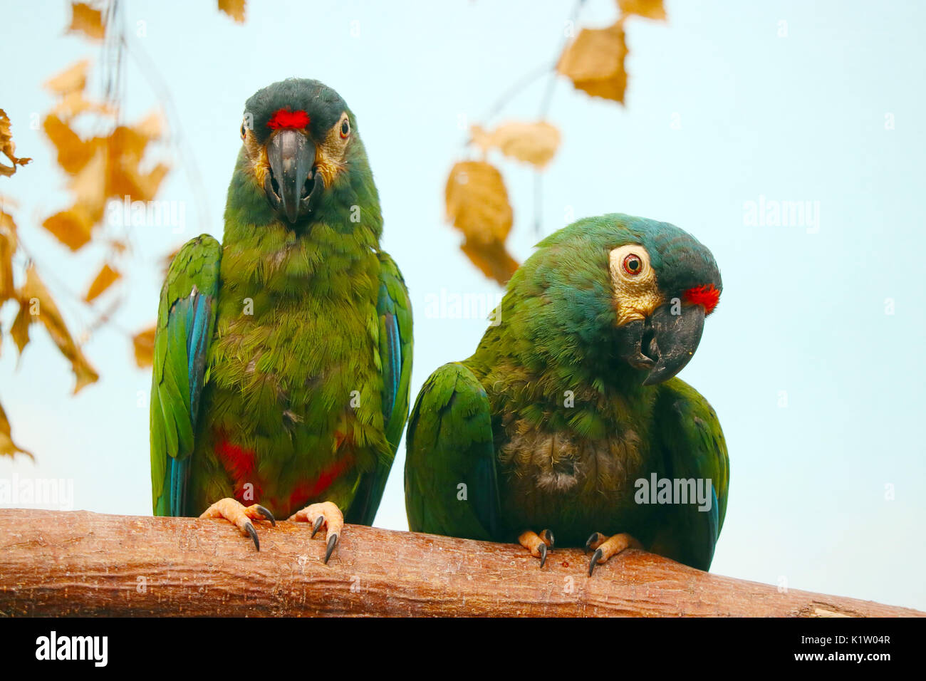 Due cinguettio green maracana pappagalli seduti fianco a fianco di fronte appassiti foglie marrone Foto Stock
