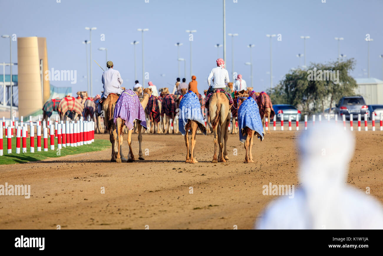 Dubai, Emirati Arabi Uniti - 25 Marzo 2016: gestori di cammelli stanno prendendo gli animali per la gara di pratica a Dubai Camel Racing Club Foto Stock