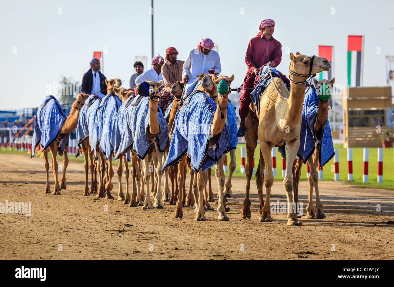 Dubai, Emirati Arabi Uniti - 25 Marzo 2016: gestori di cammelli stanno prendendo gli animali per la gara di pratica a Dubai Camel Racing Club Foto Stock