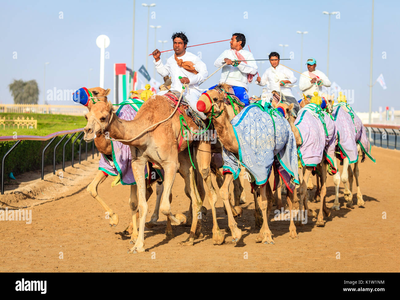 Dubai, Emirati Arabi Uniti - 25 Marzo 2016: la pratica per corse di cammelli a Dubai Camel Racing Club, Al Marmoom, EMIRATI ARABI UNITI Foto Stock