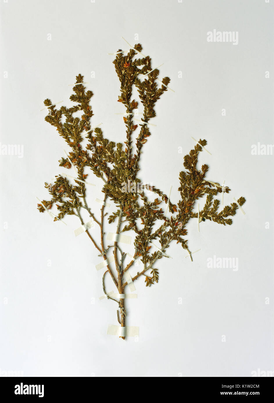 Un erbario foglio con Thymelaea hirsuta, Shaggy sparrow-wort, famiglia Thymaelaeaceae Foto Stock