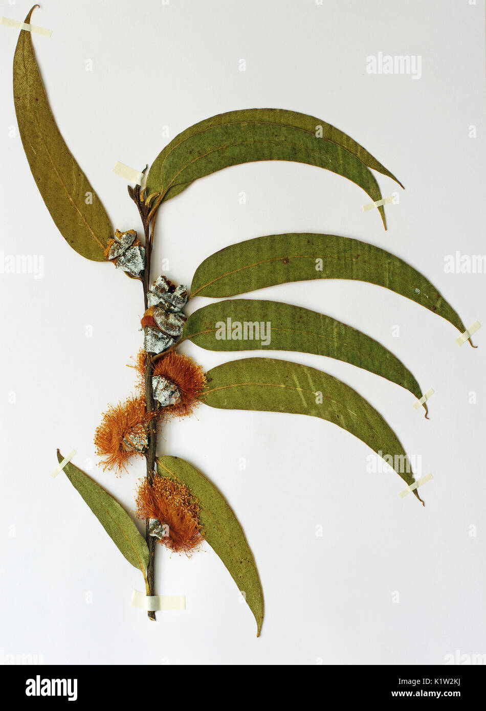 Un erbario con foglio di Eucalyptus globulus, il Tasmanian bluegum o Southern blue gum, famiglia Myrtaceae, nativo di Australia Foto Stock