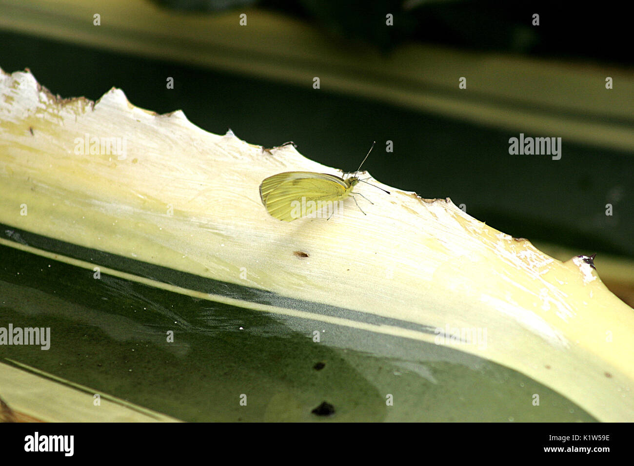 Cavolo bianco farfalla sul fiore Foto Stock