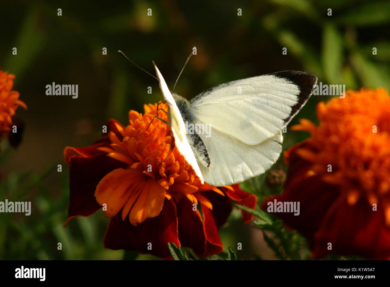 Farfalla bianca su calendula fiori Foto Stock