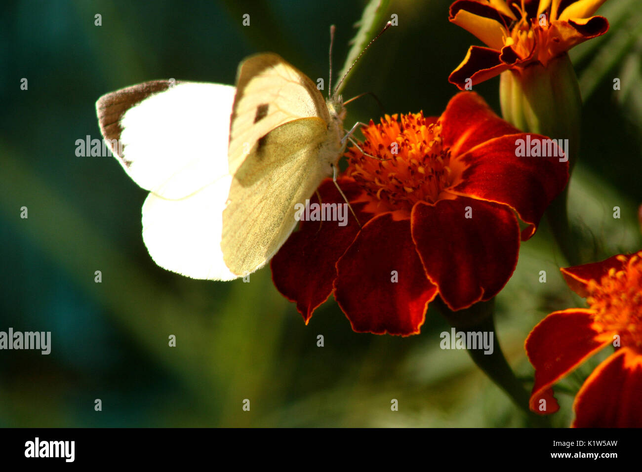 Farfalla bianca su calendula fiori Foto Stock