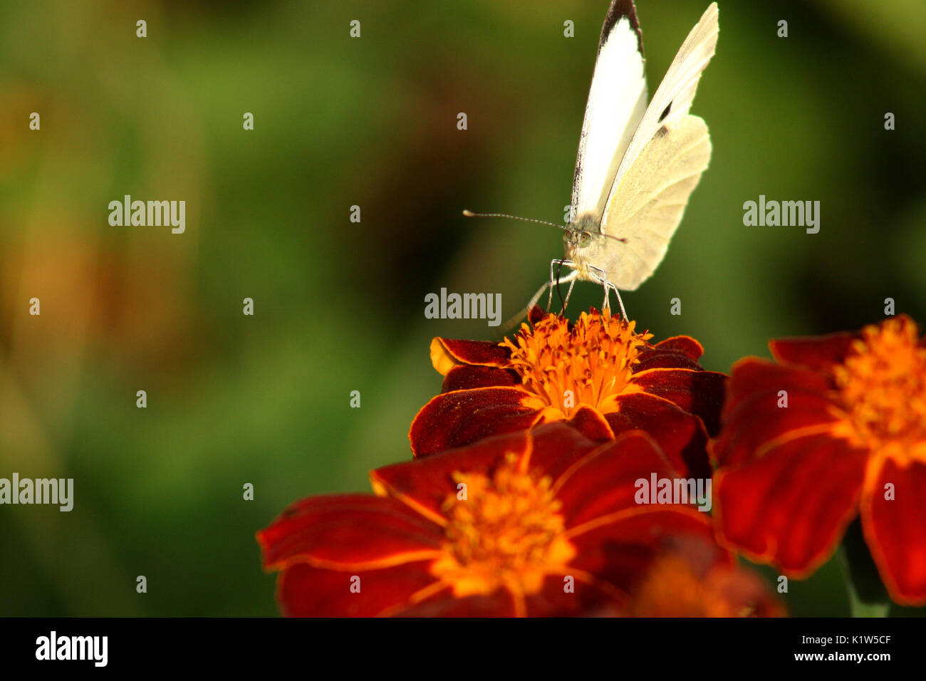 Farfalla bianca su calendula fiori Foto Stock