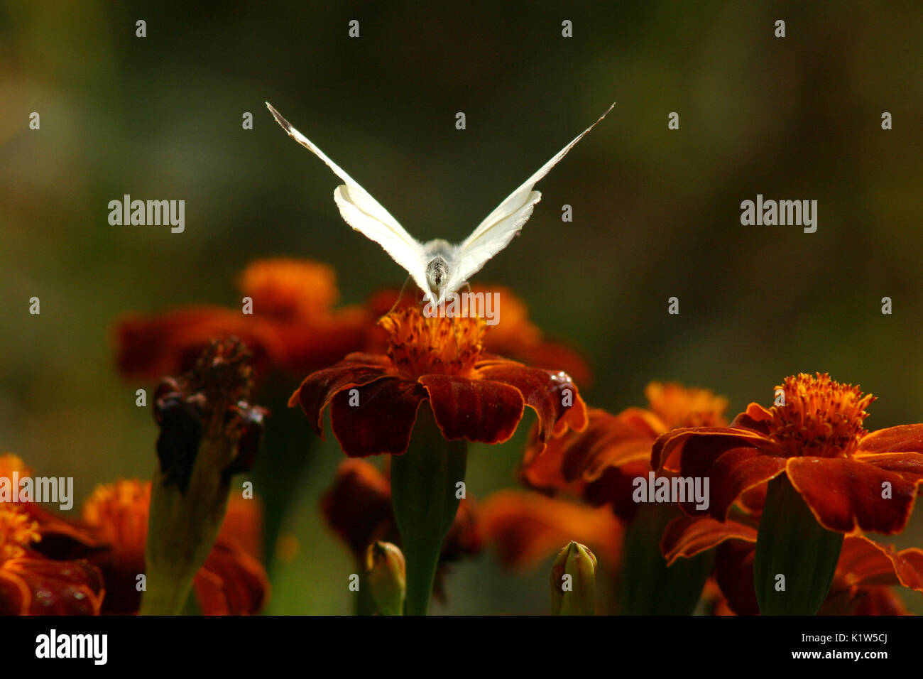 Farfalla bianca su calendula fiori Foto Stock