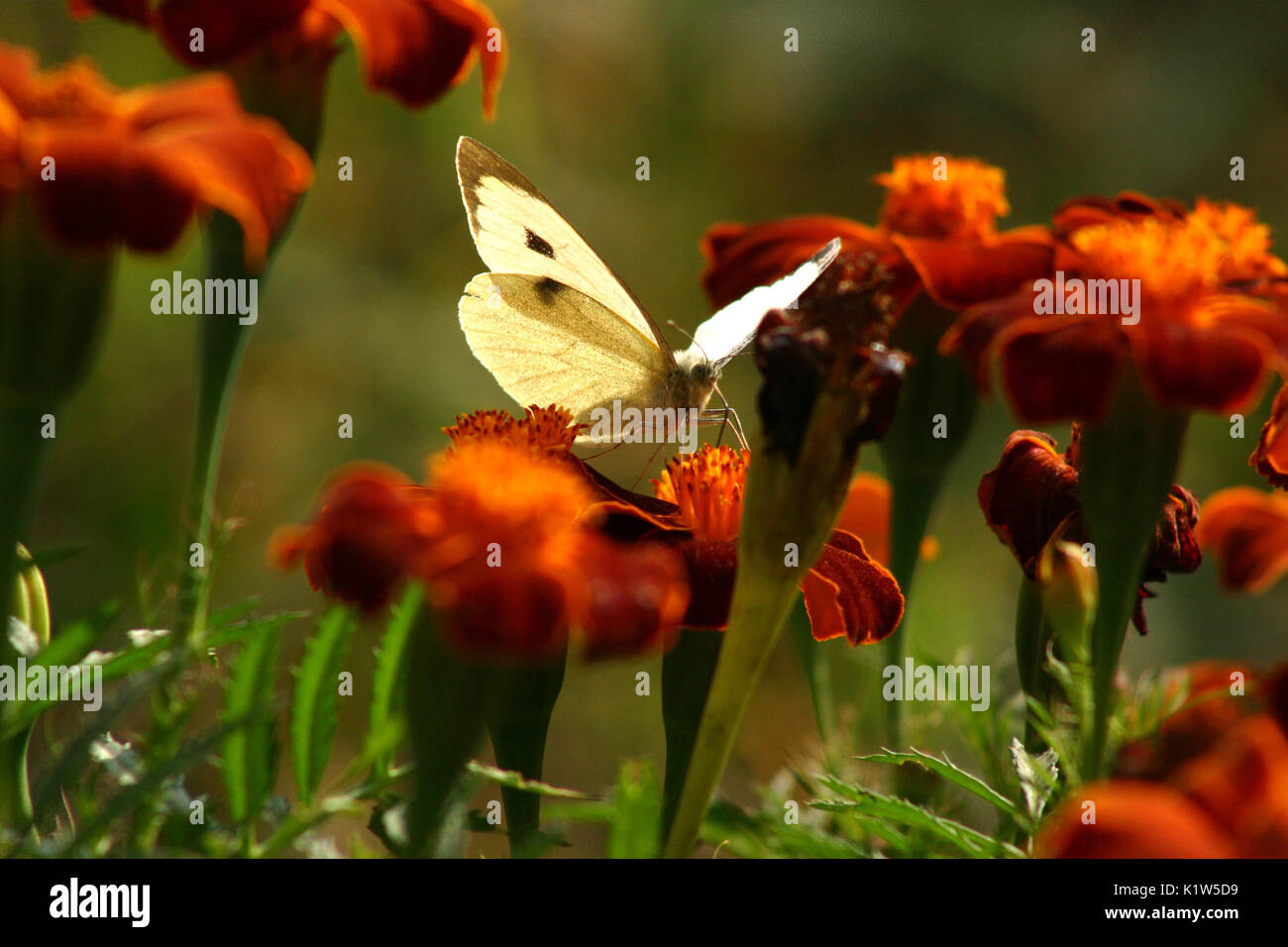 Farfalla bianca su calendula fiori Foto Stock