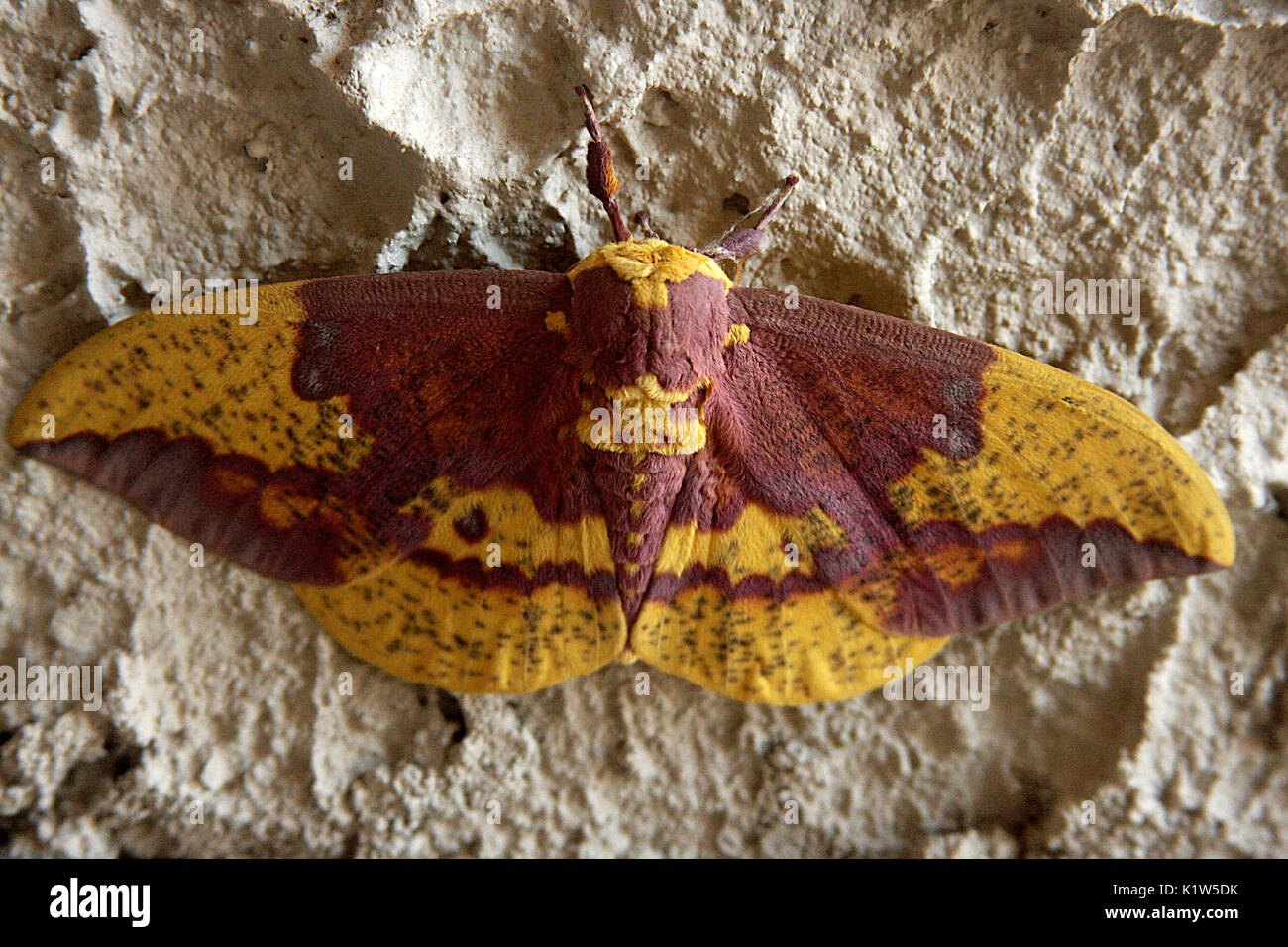 Imperial moth sulla parete Foto Stock