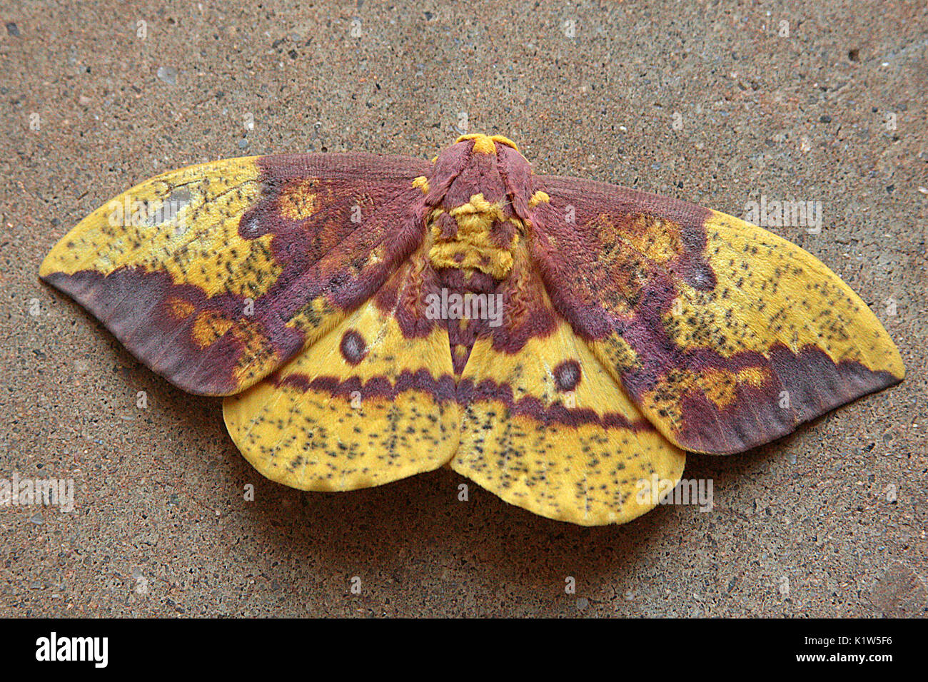 Imperial moth sulla parete Foto Stock