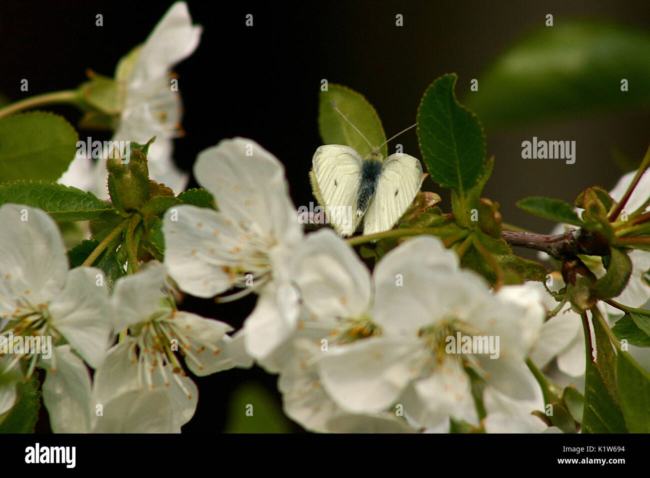 Cavolo bianco farfalla su fiori bianchi Foto Stock
