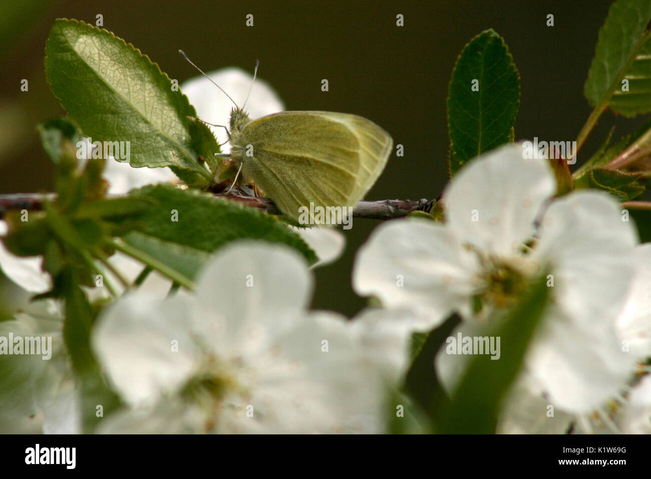 Cavolo bianco farfalla su fiori bianchi Foto Stock