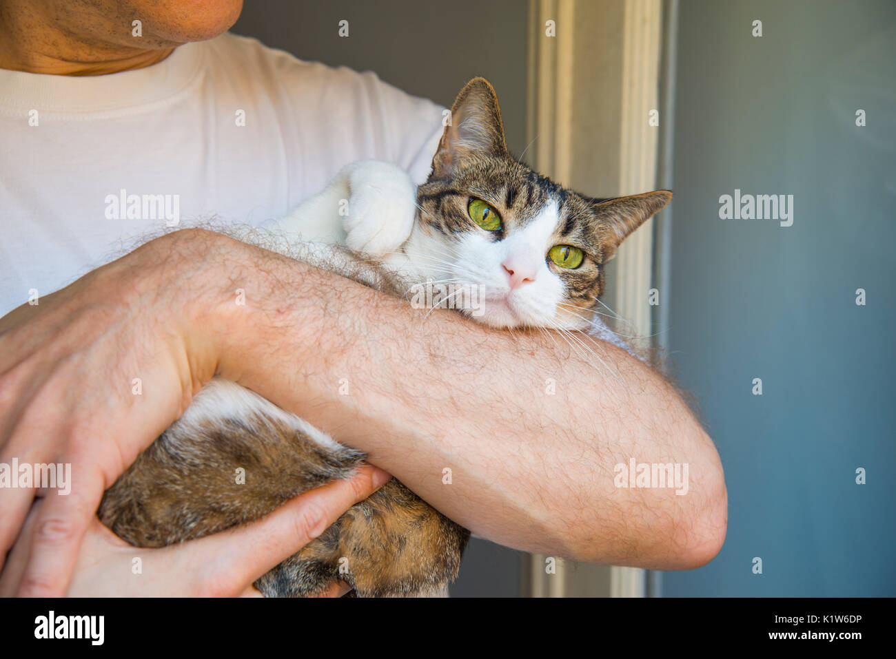 L'uomo tenendo un tabby e white cat nelle sue braccia. Foto Stock