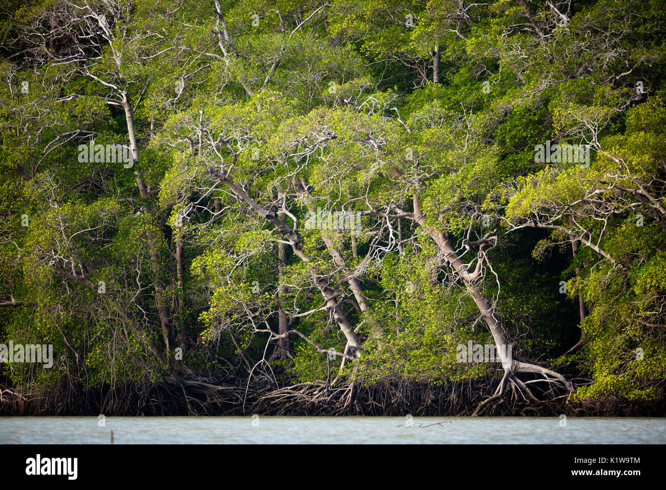 Paesaggio di Panama con foresta di mangrovie con bassa marea vicino allo sbocco di Rio Grande, costa del Pacifico, Colle provovince, Repubblica di Panama. Foto Stock