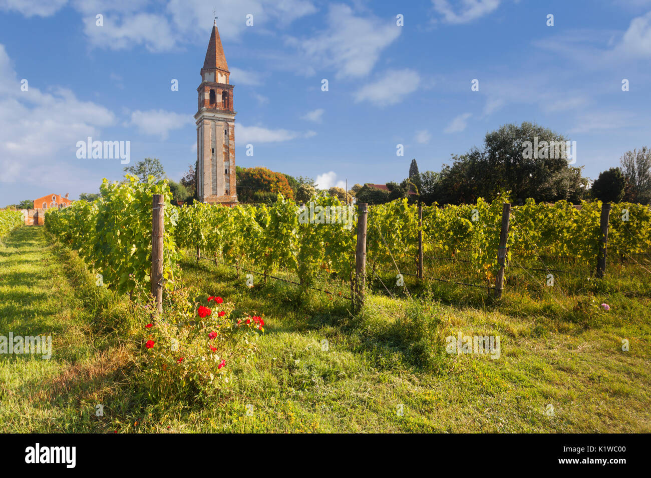 L'Europa, Italia, Veveto, laguna di Venezia. Il vigneto di Mazzorbo e la vecchia torre campanaria Foto Stock