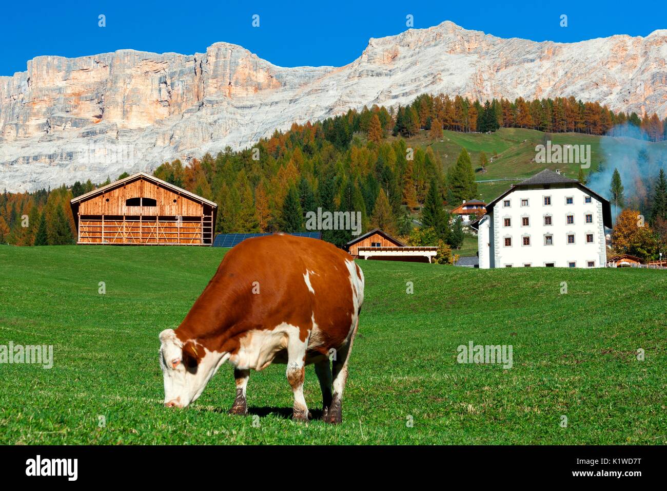 Le mucche al pascolo a San Cassiano, ai piedi del Sasso della Croce, Dolomiti Foto Stock