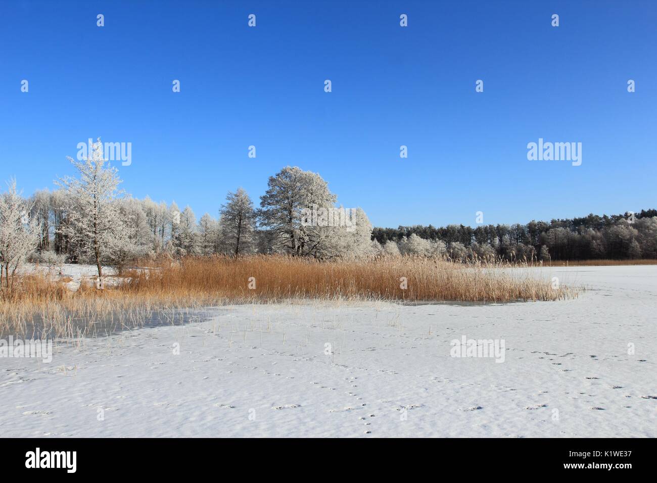 Paesaggio invernale con bella la brina su alberi e lago ghiacciato Foto Stock