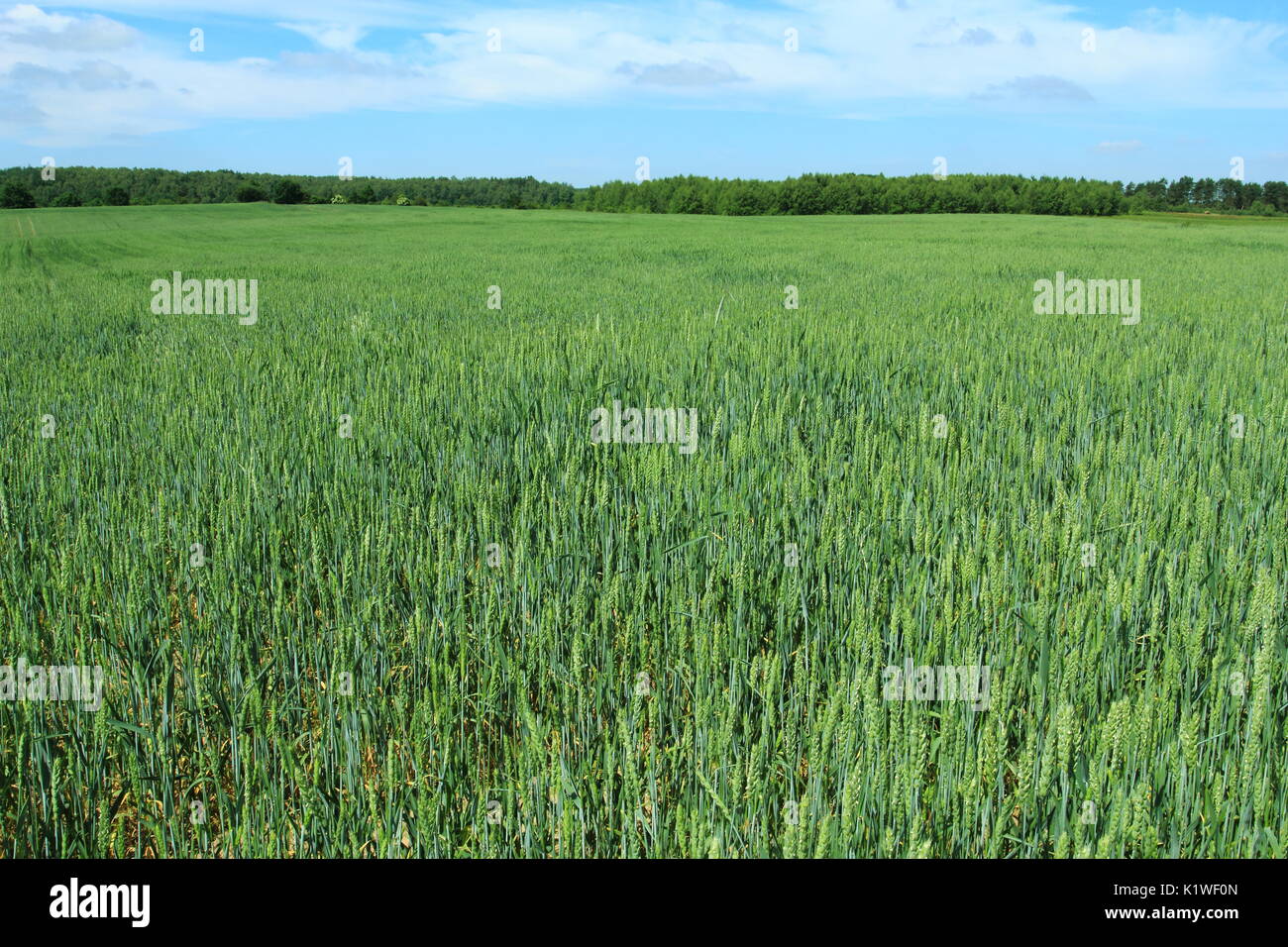 Campo verde con giovani di frumento colture Foto Stock