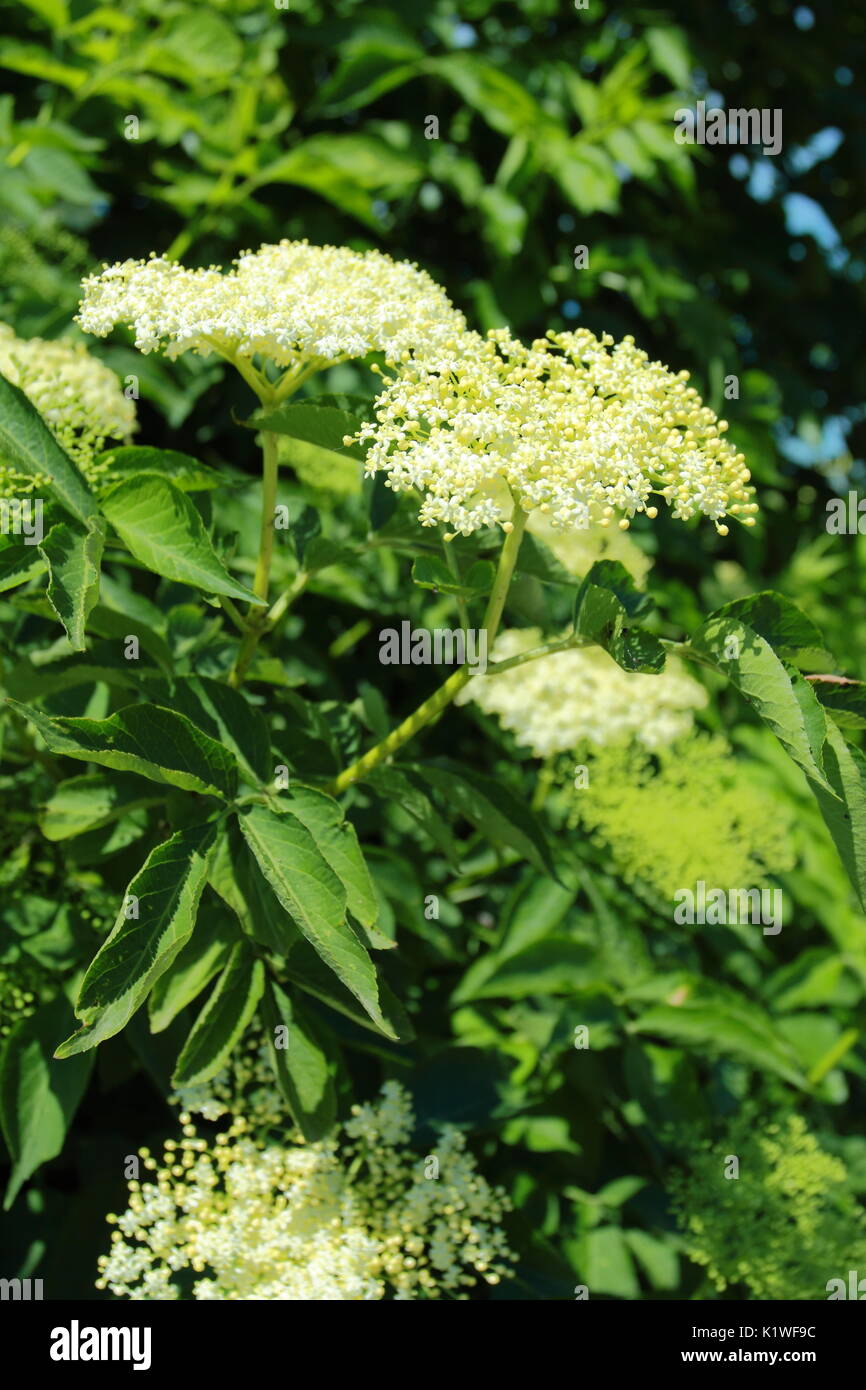 Boccioli e fiori di sambuco nero sommer, Sambucus nigra Foto Stock