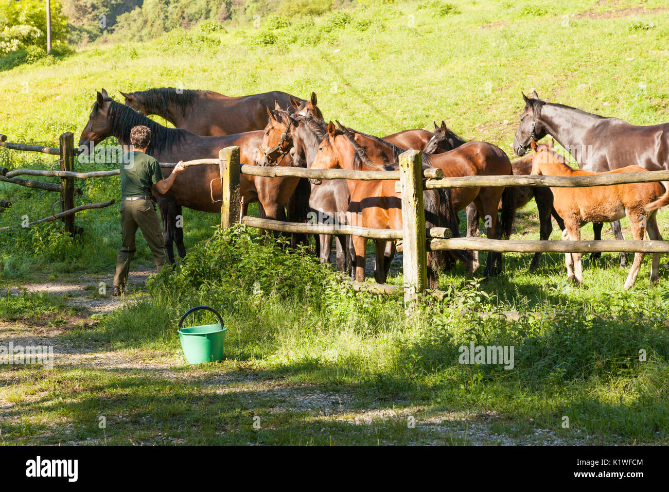 Salet, centro di selezione equestre, Sedico, Veneto. Cavalli al recinto pronto a ricevere feed Foto Stock
