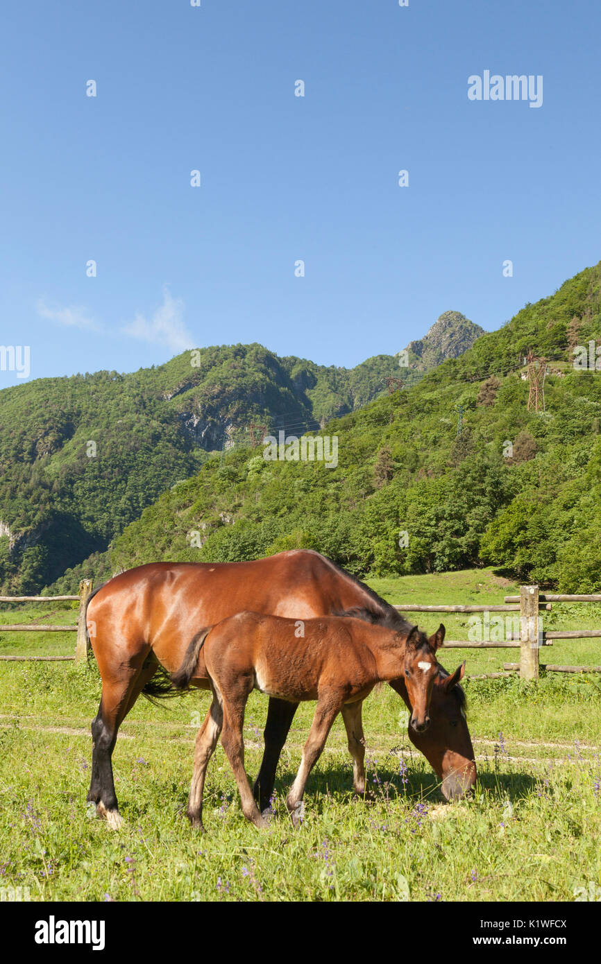 Salet, centro di selezione equestre, Sedico, Veneto. Cavallo e broodmare puledro al pascolo Foto Stock