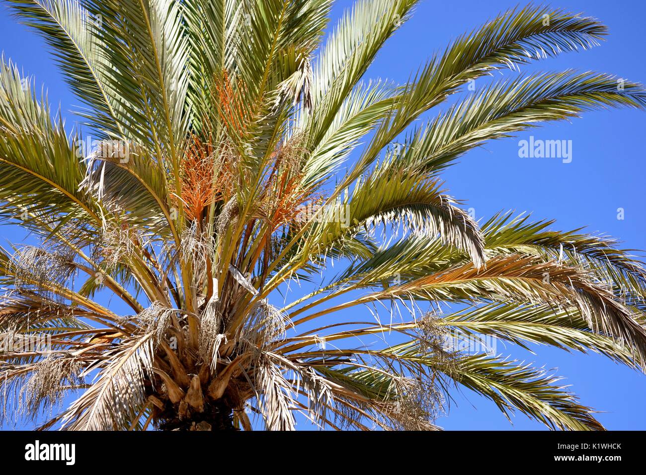 Palm sunny blue sky formentera Foto Stock