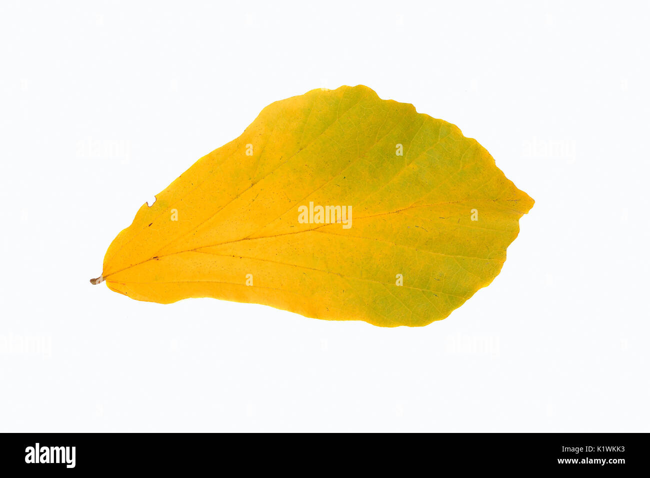 Il persiano Ironwood, foglie di autunno / (Parrotia persica) | Persischer Eisenholzbaum, Blatt im Herbst / (Parrotia persica) Foto Stock