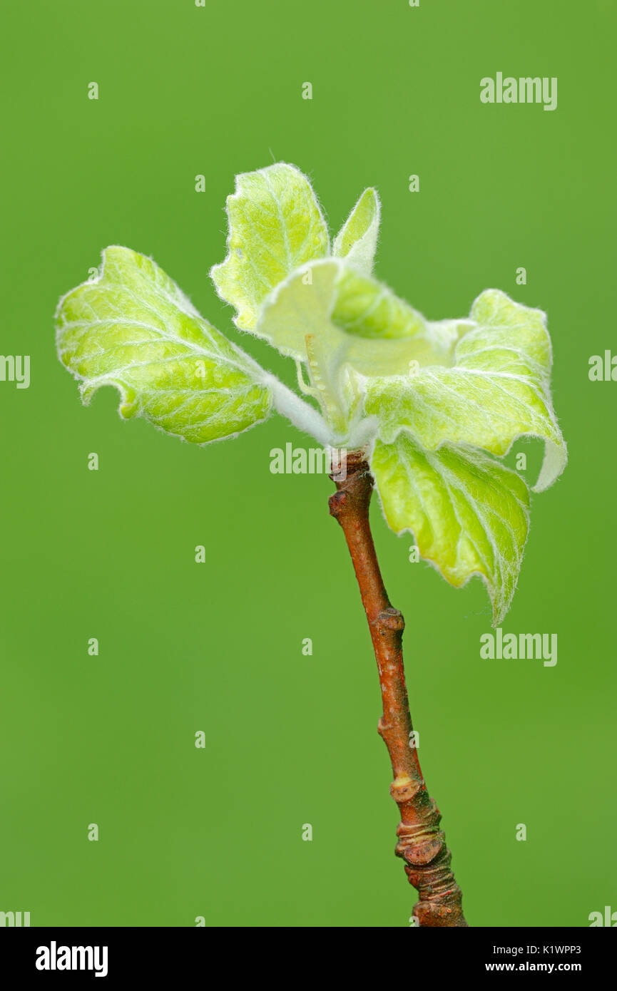 Pioppo grigio, foglie in primavera, Renania settentrionale-Vestfalia, Germania / (Populus × canescens) | Grau-Pappel, Blaetter, Nordrhein-Westfalen, Deutschland Foto Stock