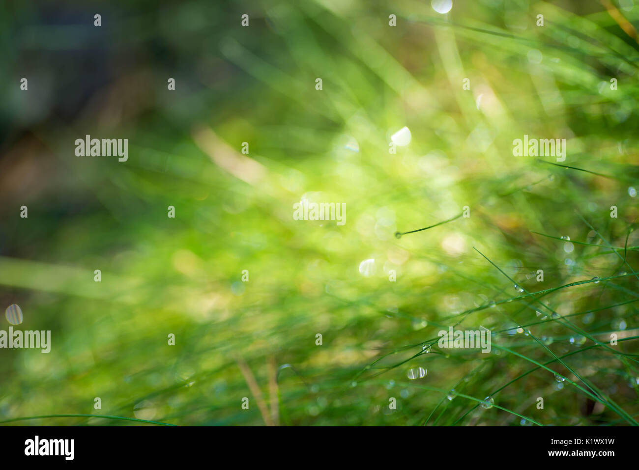 Acqua dropd sull'erba macro messa a fuoco selettiva Foto Stock