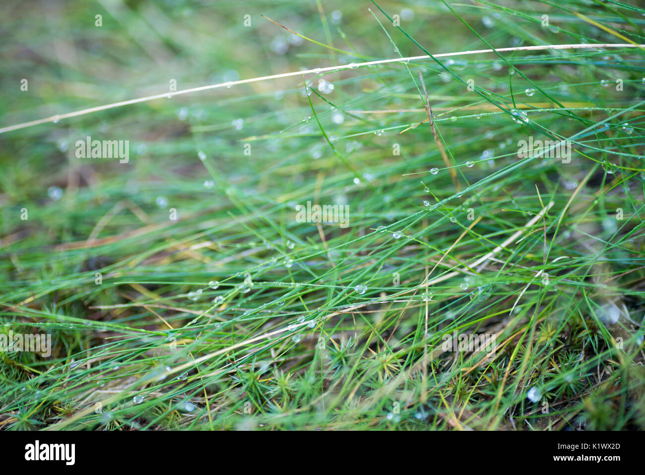 Acqua dropd sull'erba macro messa a fuoco selettiva Foto Stock