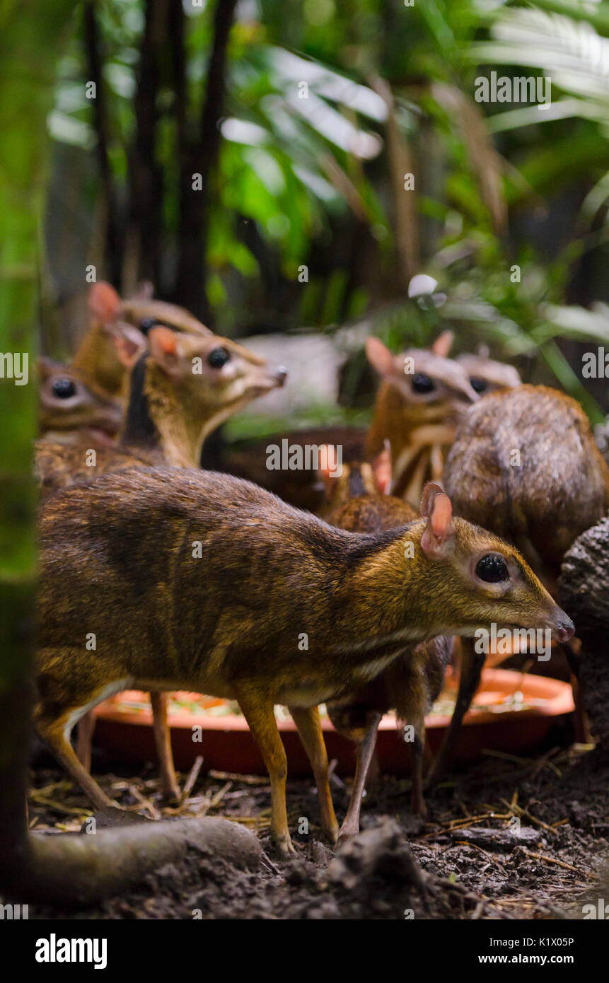 Lesser mouse-cervi nella foresta fragile guscio in corrispondenza di Singapore Zoo, Singapore Foto Stock