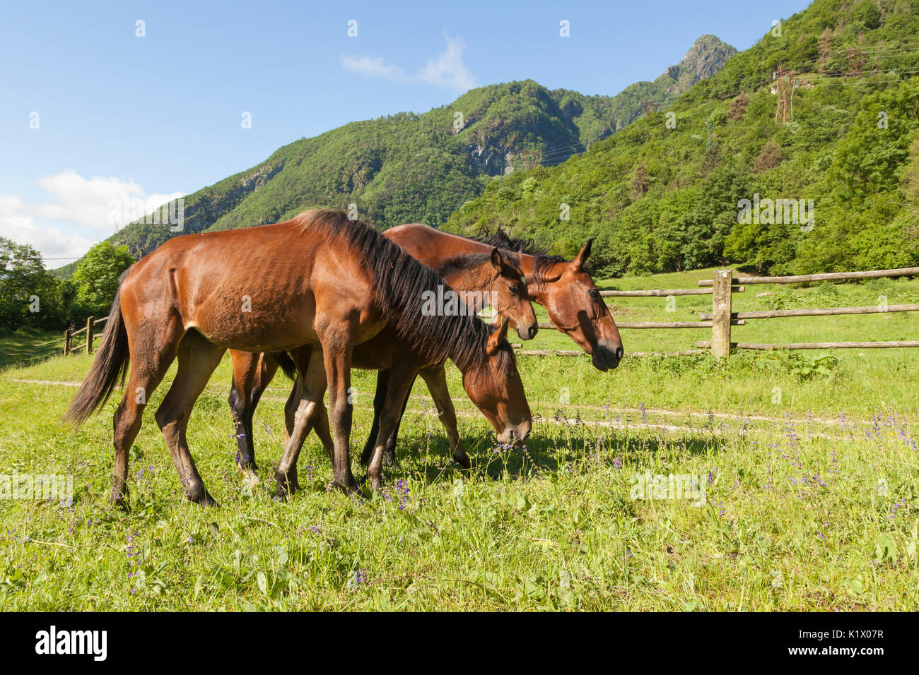 Salet, centro di selezione equestre, Sedico, Veneto. Maremmani cavalli al pascolo nella zona del centro forestale Foto Stock