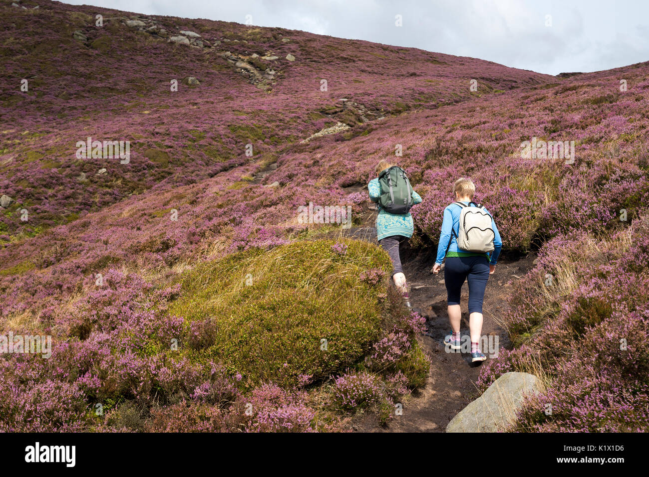 Due donne a piedi in heather colline rivestite del Peak District nel Derbyshire, Inghilterra. Foto Stock