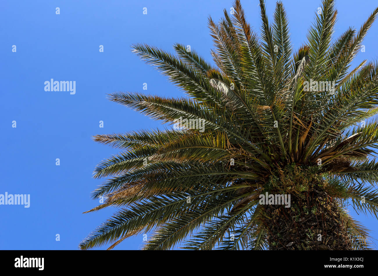 Palm contro il cielo. Foto Stock
