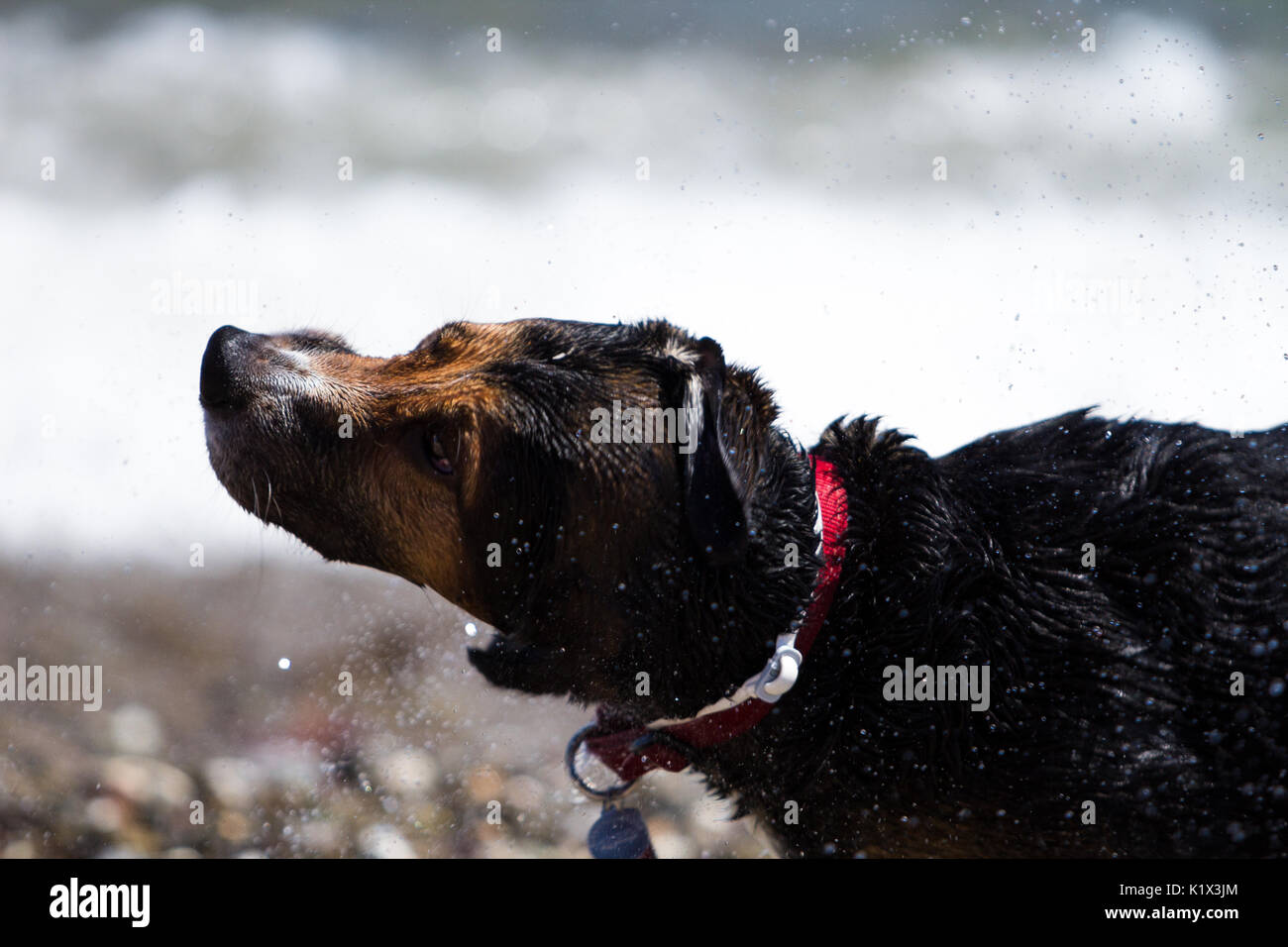 Un cane di acqua di scuotimento off dopo un bagno in mare Foto Stock