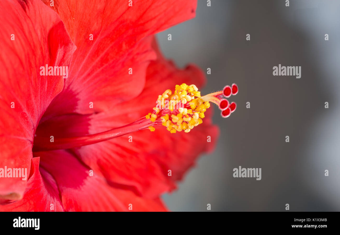 Vista ravvicinata del centro di un fiore di ibisco Foto Stock
