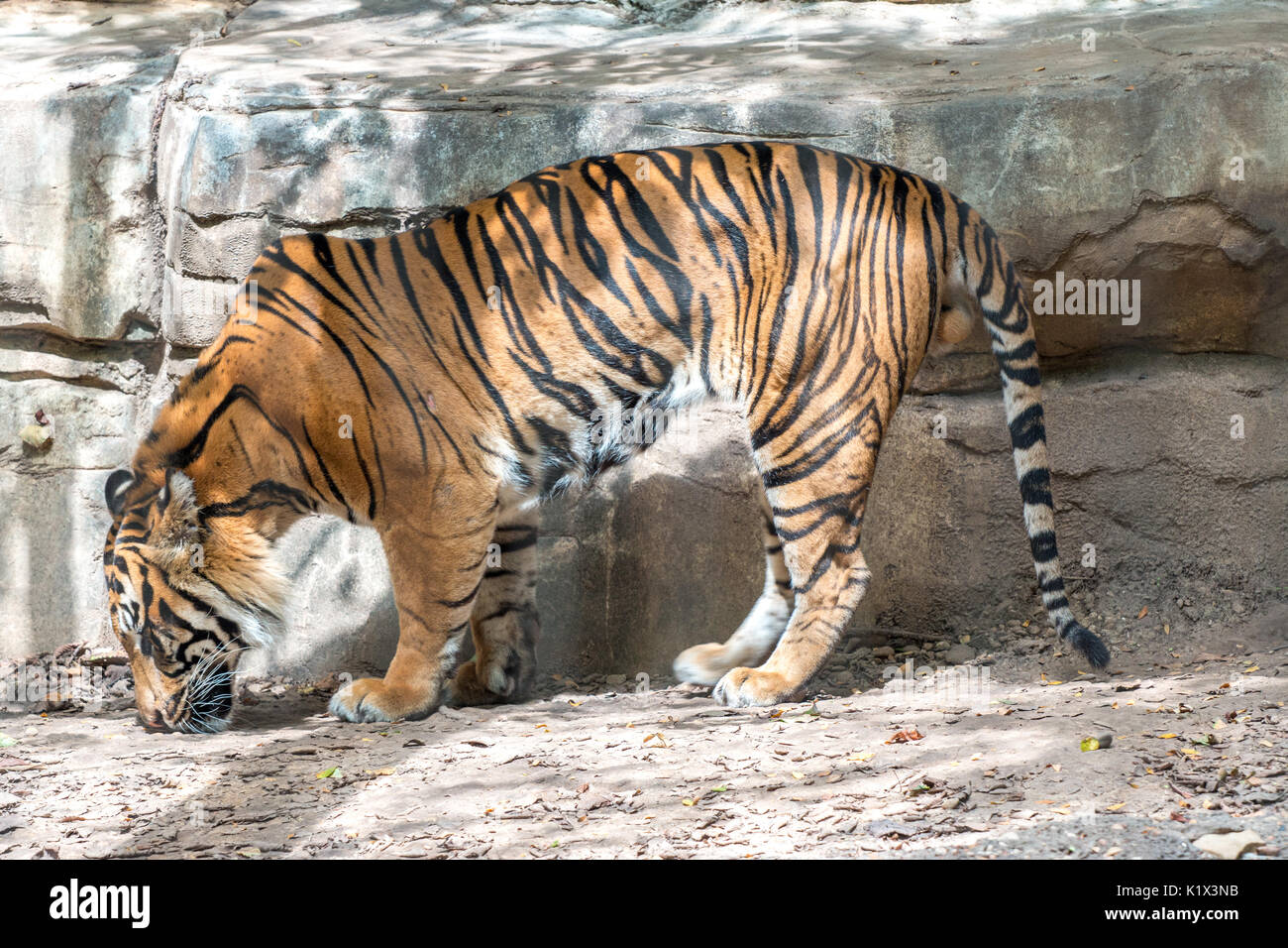 TView di Tiger dal lato mentre la sua testa è giù Foto Stock