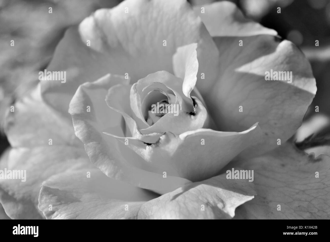 Close Up di rosa in bianco e nero Foto Stock