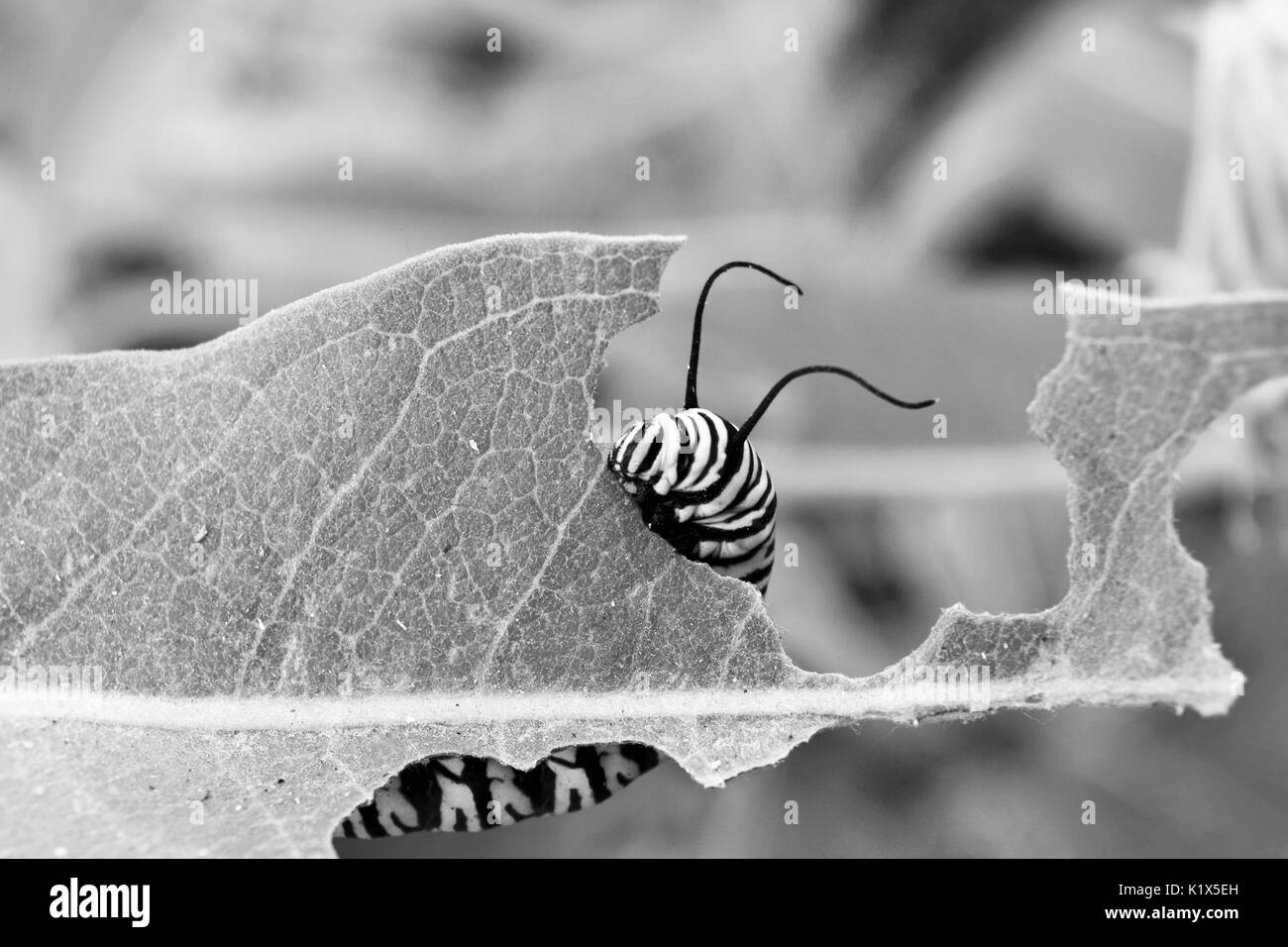 Close Up di Monarch Caterpillar Milkweed mangiare in bianco e nero Foto Stock