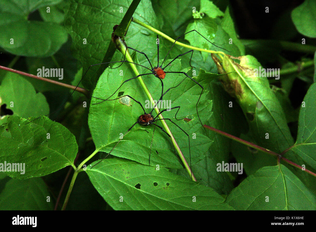 Daddy Long legs/ harvestmen sulle foglie Foto Stock