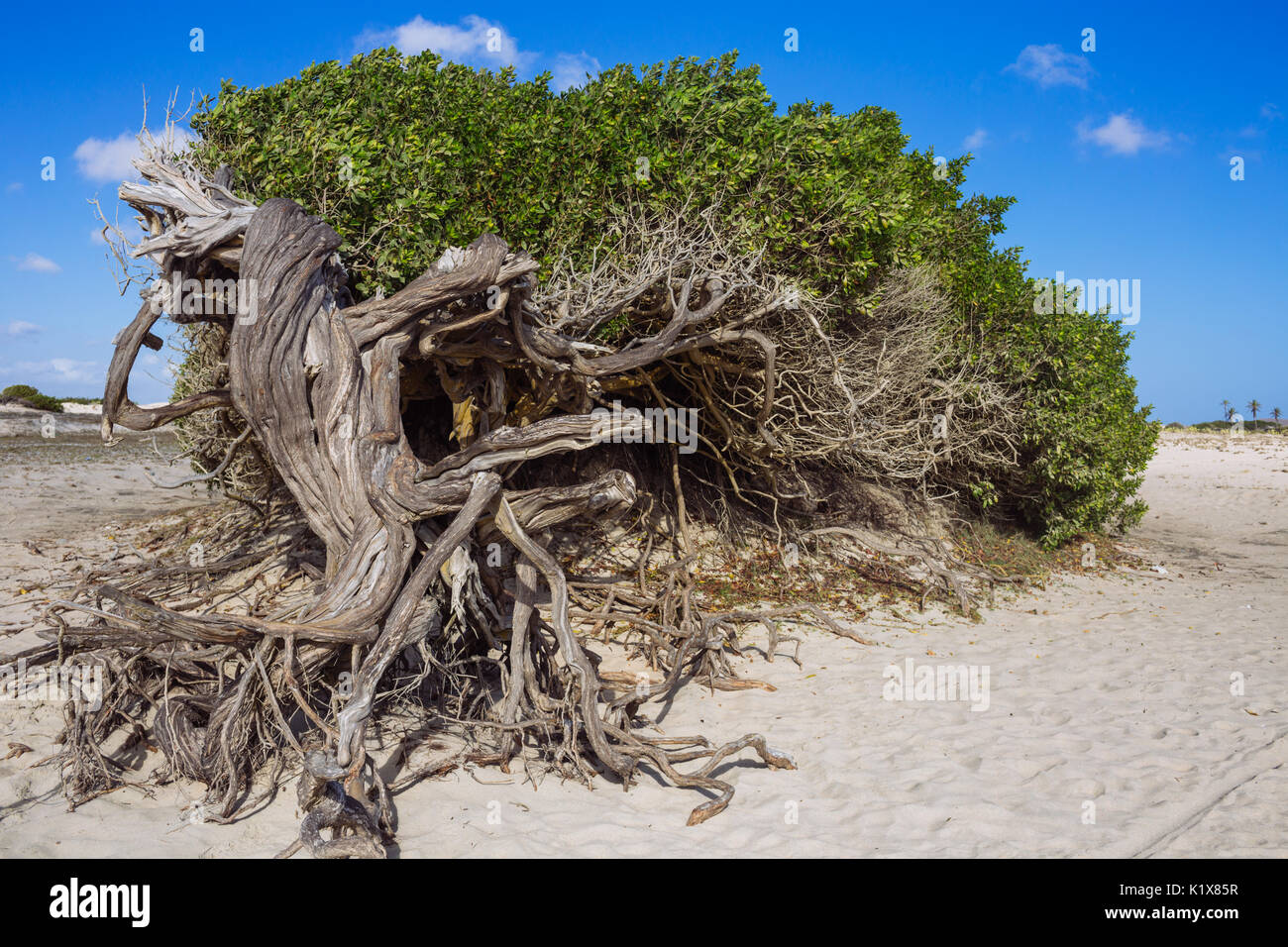 L'albero pigro (Arvore da Preguiça) nella spiaggia di Jericoacoara, Ceará, Brasile Foto Stock