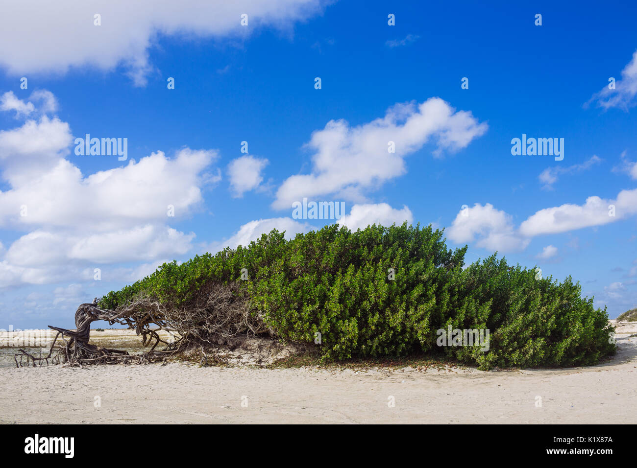 L'albero pigro (Arvore da Preguiça) nella spiaggia di Jericoacoara, Ceará, Brasile Foto Stock