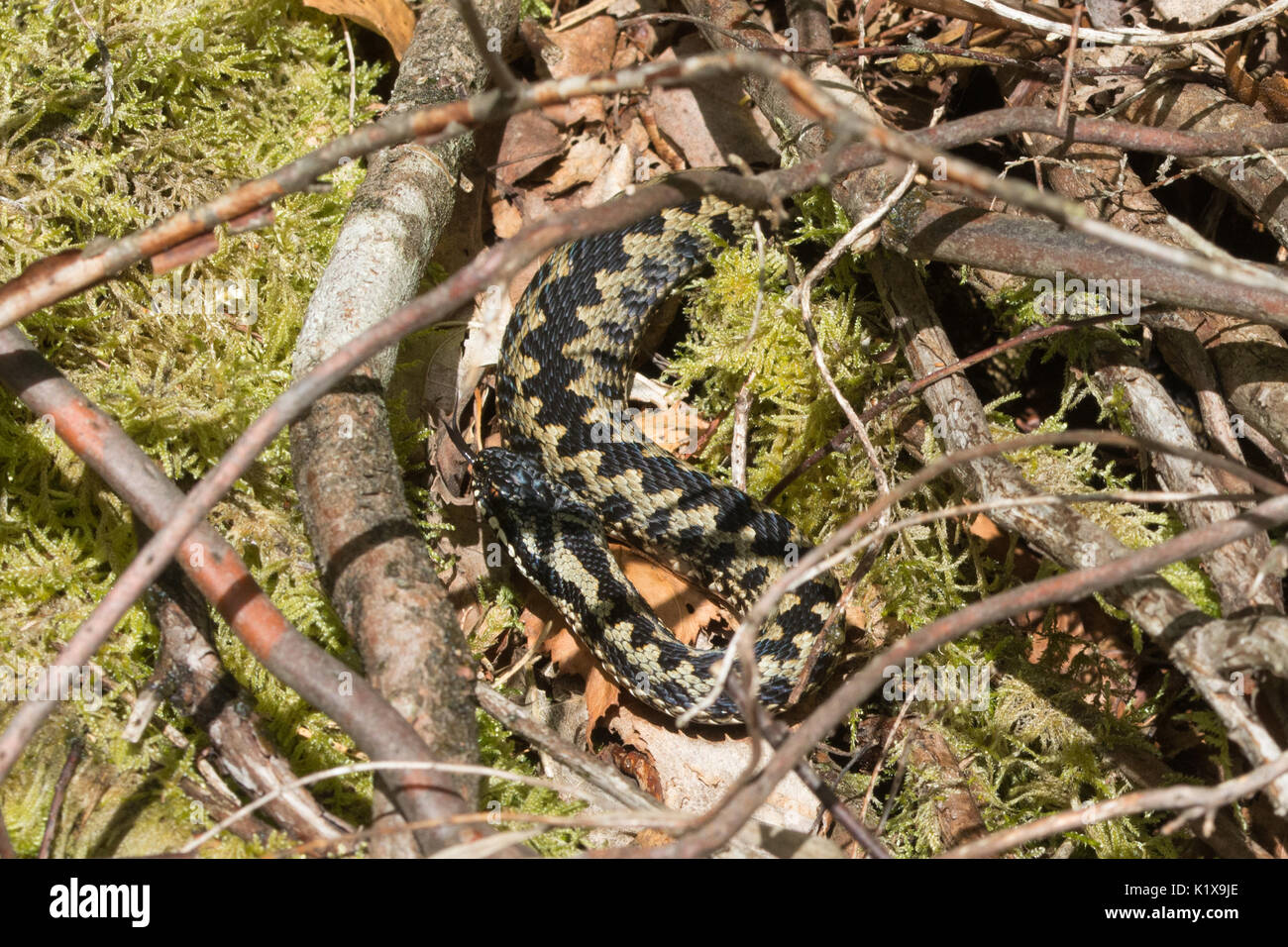Sommatore maschio (Vipera berus) crogiolarsi in habitat naturale nel Surrey, Regno Unito Foto Stock