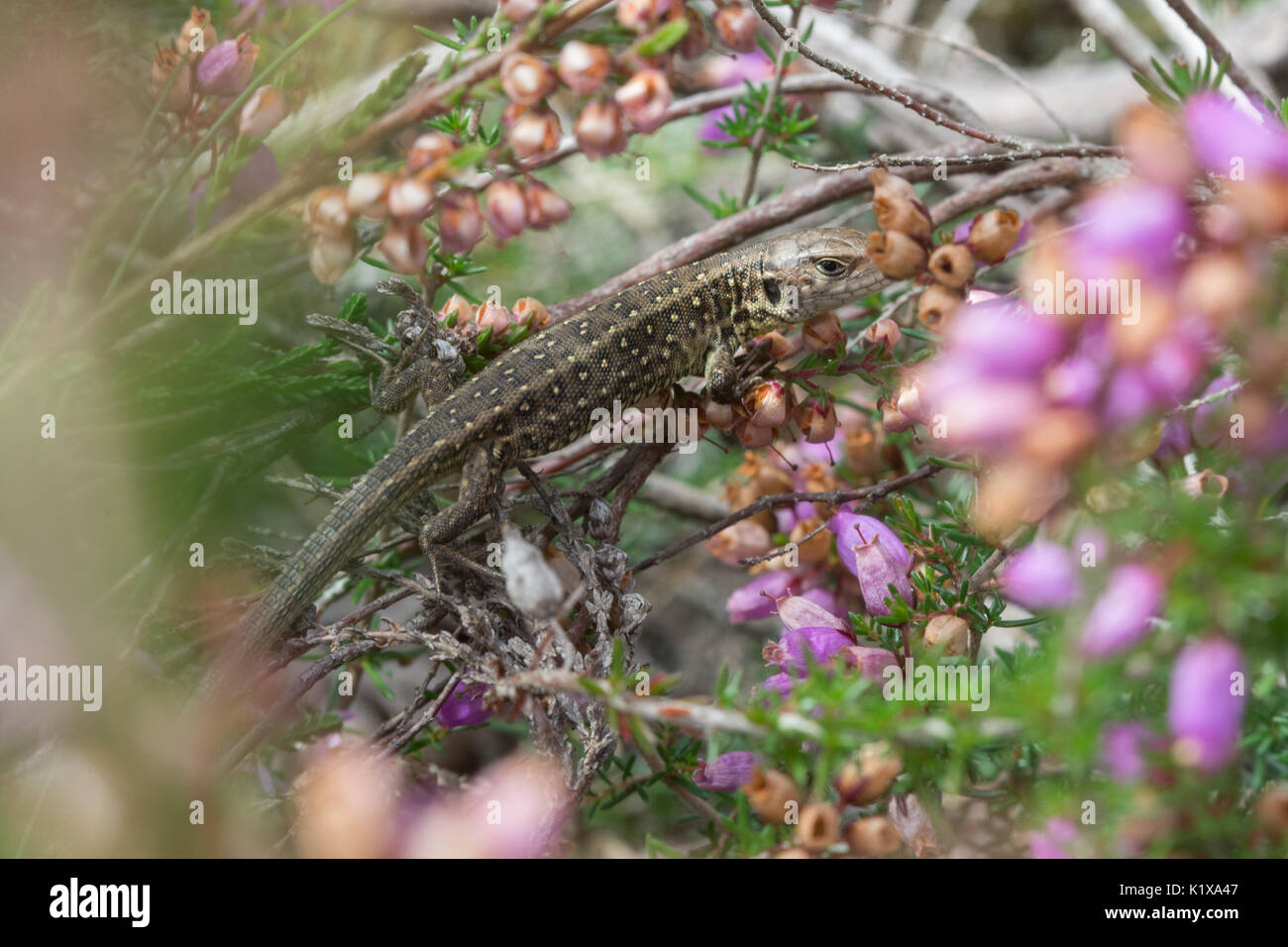 Biacco (Lacerta agilis) hatchling (bambino) tra heather nel Surrey, Regno Unito Foto Stock