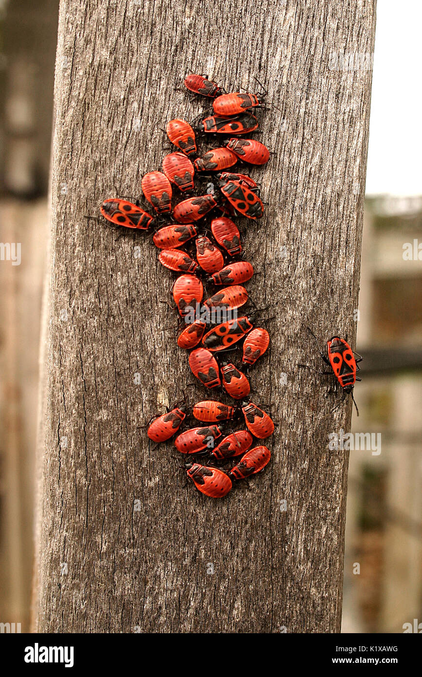 Firebugs sul tronco di albero Foto Stock