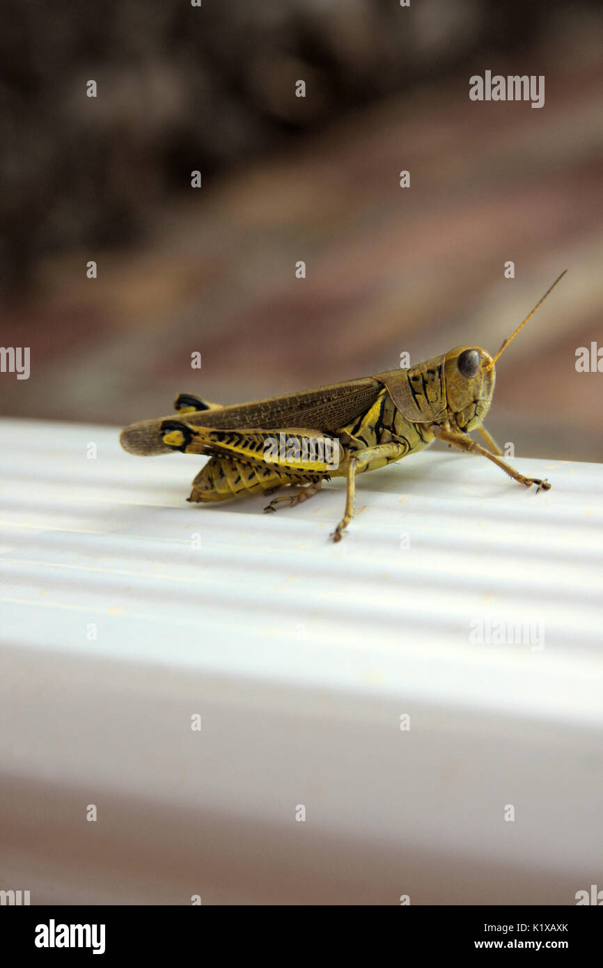 Close up grasshopper sul portico Foto Stock