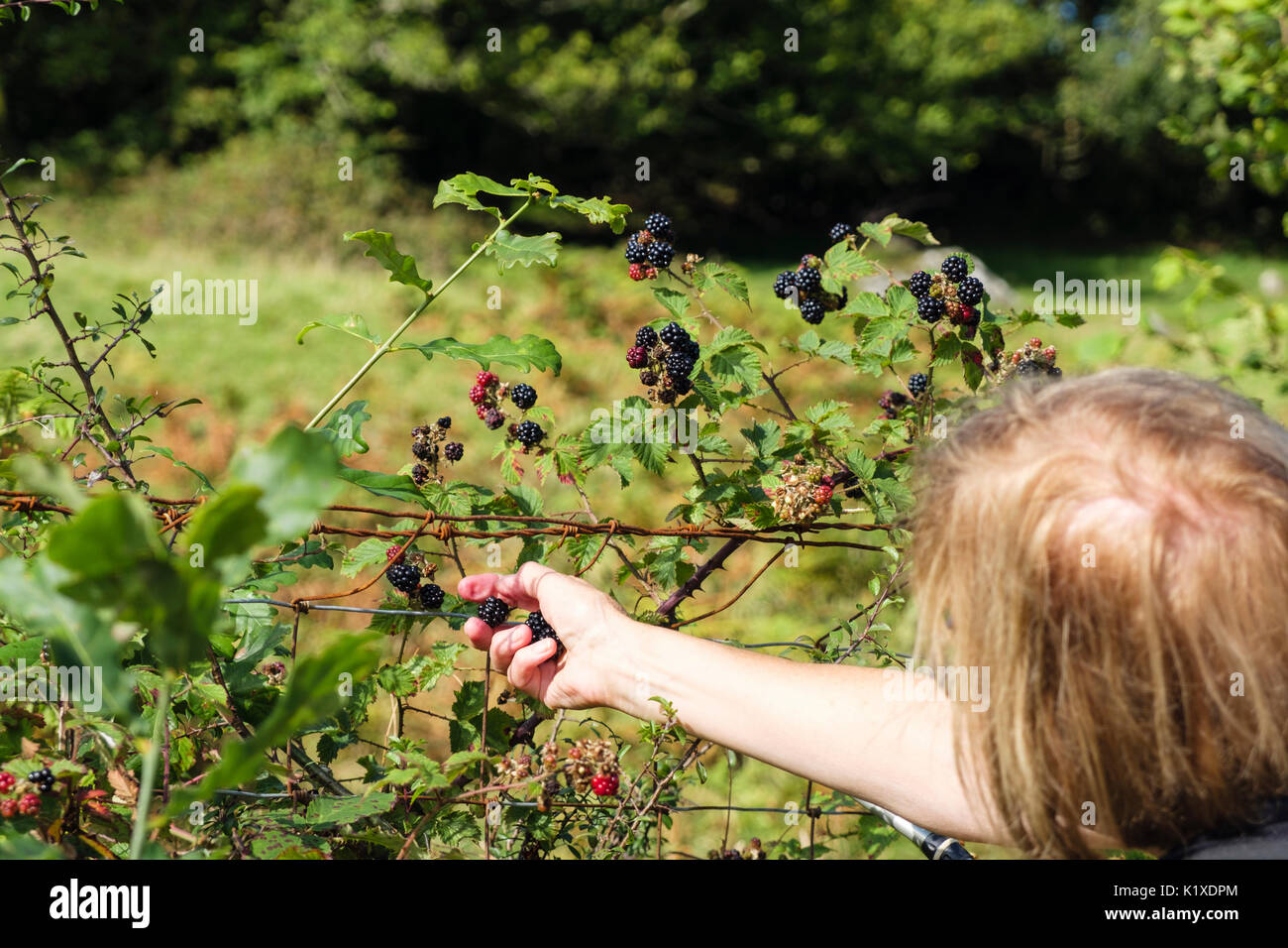Donna che raccoglie i mirtilli da un hedgerow stradale su una passeggiata di campagna. Waunfawr, Gwynedd, Galles, Regno Unito, Gran Bretagna Foto Stock