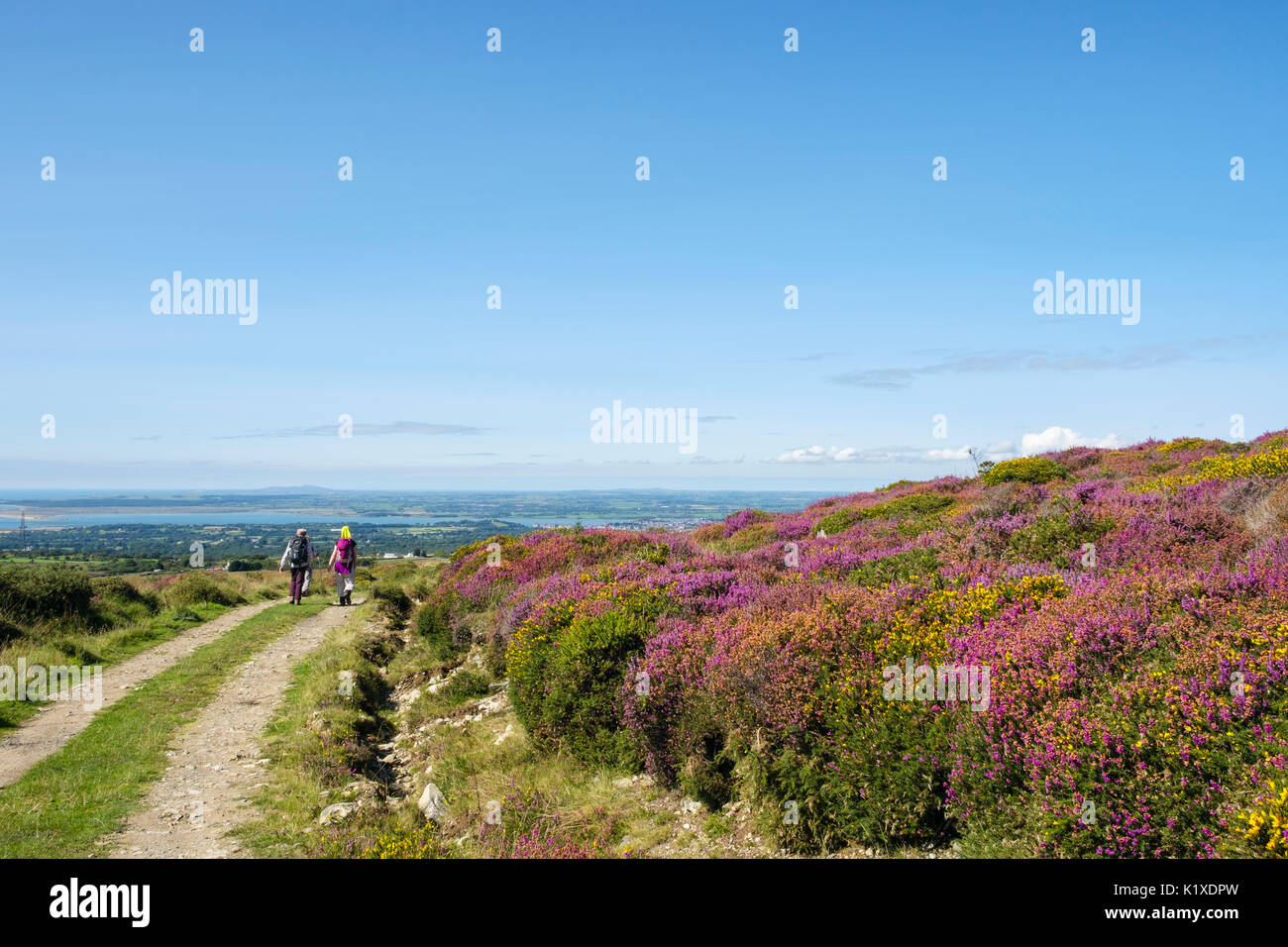 Escursionisti camminando lungo il sentiero pedonale intorno Moel Smytho brughiera coperta in fiore Heather e Gorse in tarda estate Caernarfon Gwynedd Galles Gran Bretagna Foto Stock